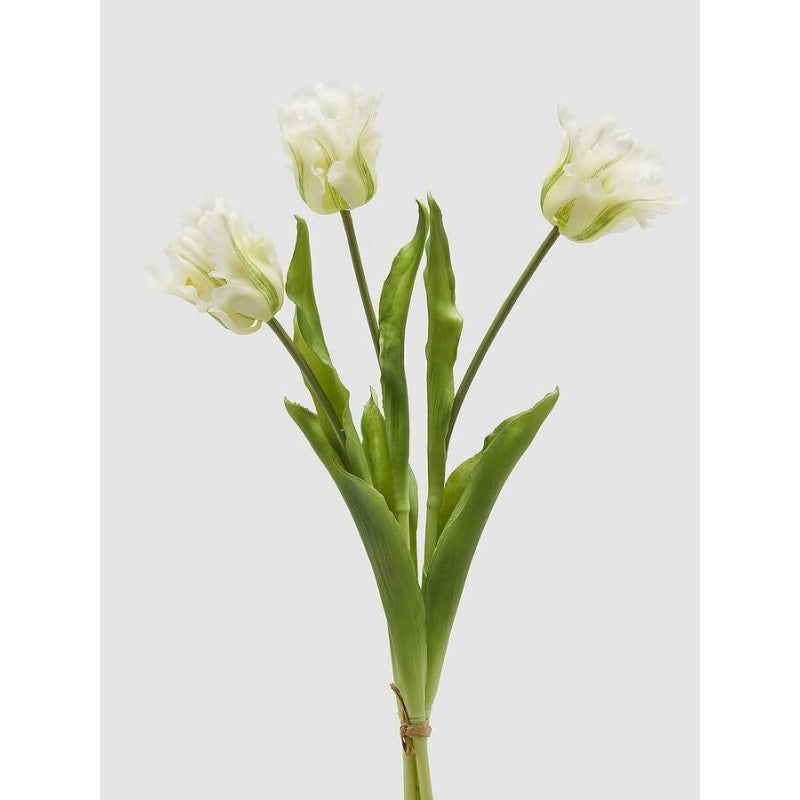 Tulipano Parrot | Enzo De Gasperi